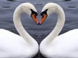 Swans A_0